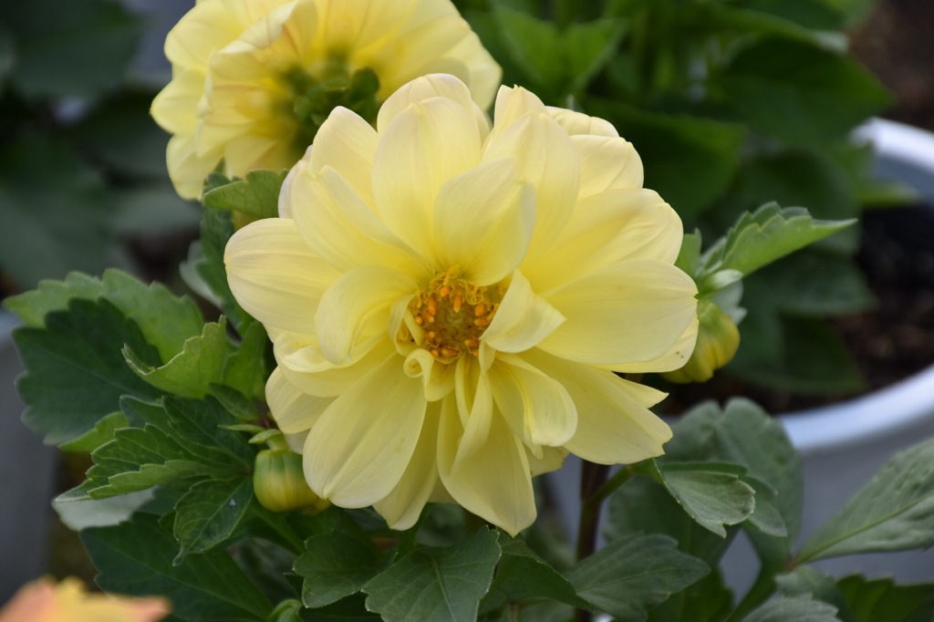 flower-1
