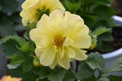 flower-1