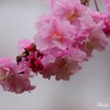 鮮やかに