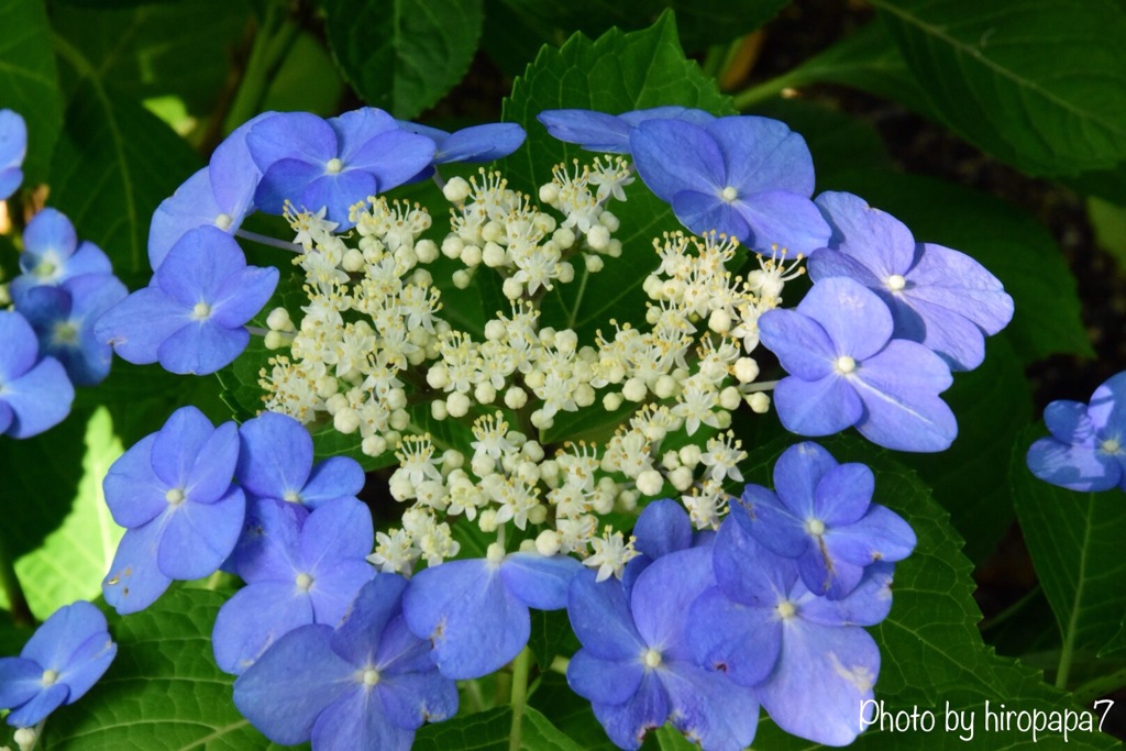 花火のように