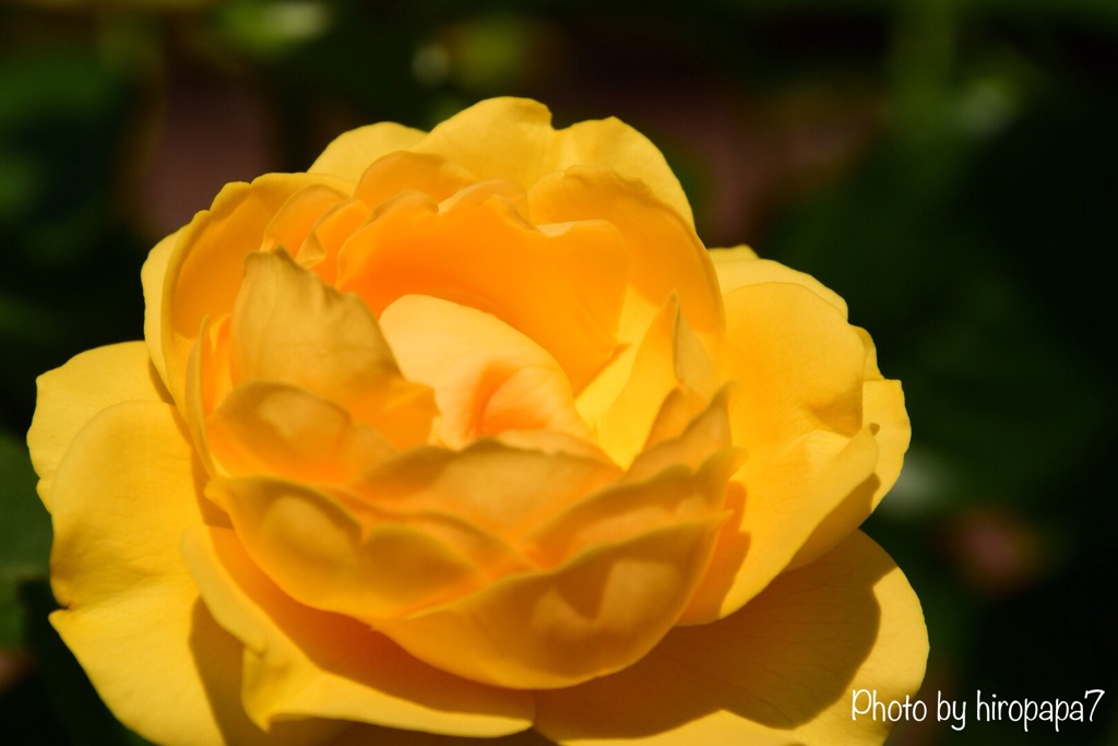 幸せの黄色い薔薇