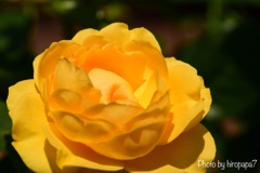 幸せの黄色い薔薇