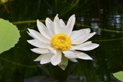 Water lily