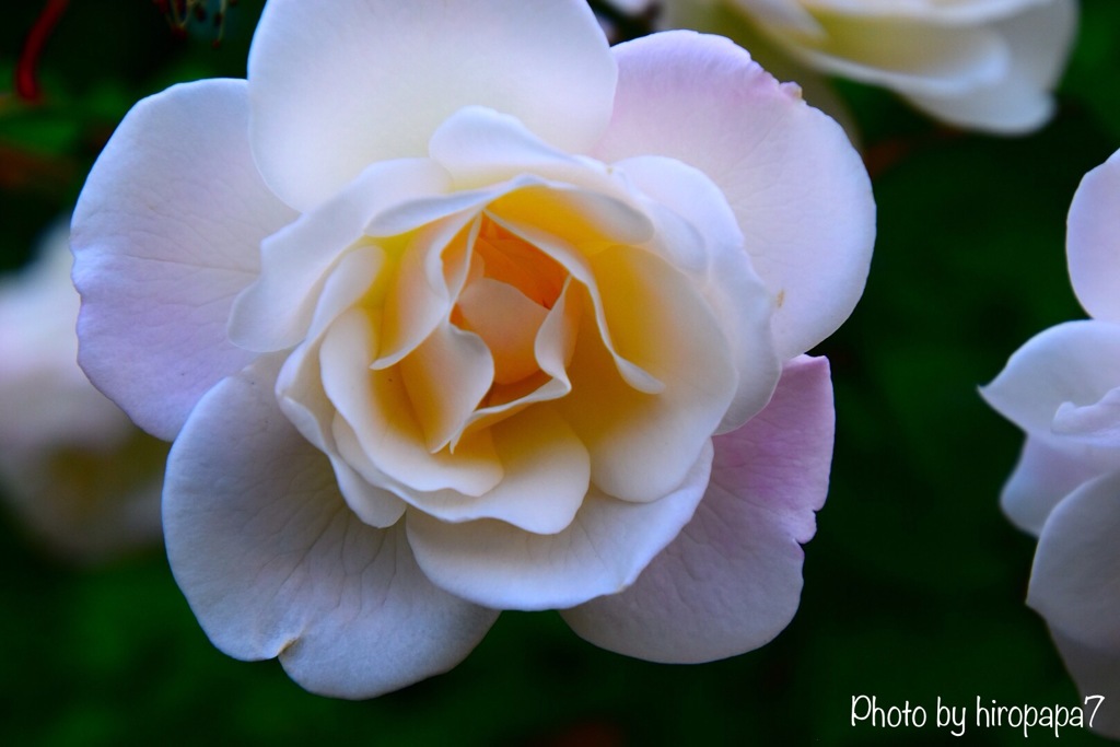 Beautiful Rose①