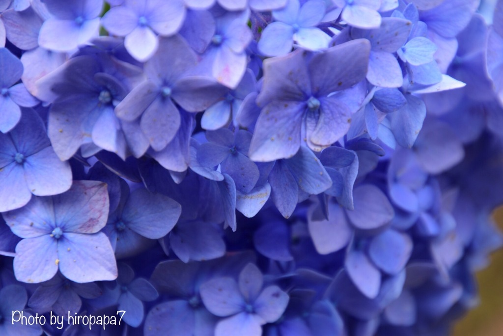 アジサイの花