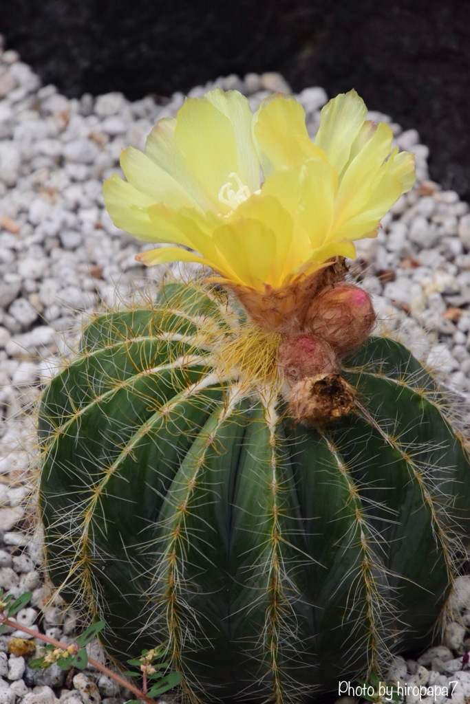 サボテンの花①