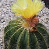 サボテンの花①