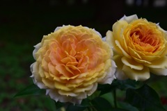 Beautiful roses No4