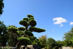 松と青空