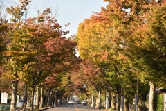 Tree-lined street