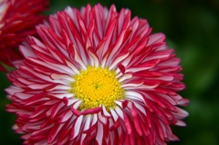 flower③