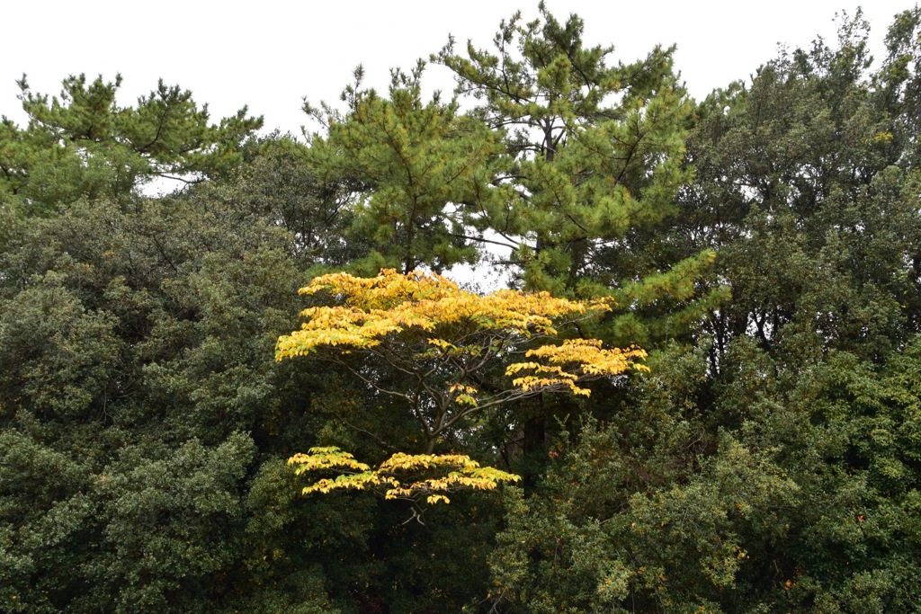 黄一点