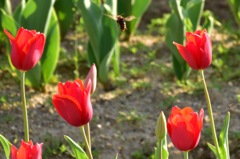 どの花にしようかな？