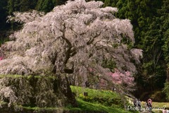 又兵衛桜②