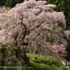 又兵衛桜②