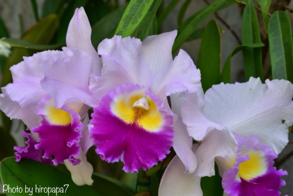 beautiful flower