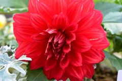 Flower①