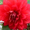 Flower①