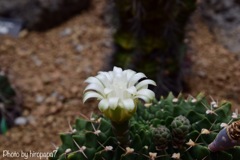 サボテンの花②