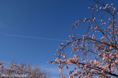 桜 青空 飛行機雲