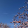 桜 青空 飛行機雲