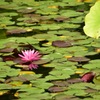 水面の輝き