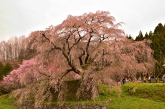 又兵衛桜③