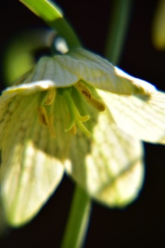 flower④