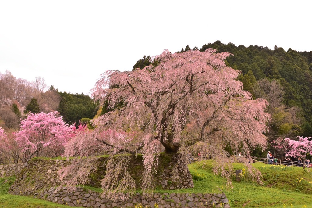 又兵衛桜②