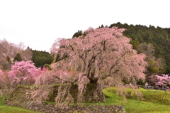 又兵衛桜②