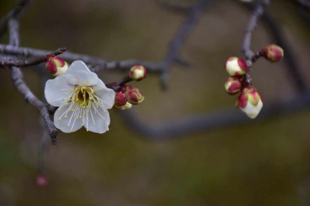 花と蕾