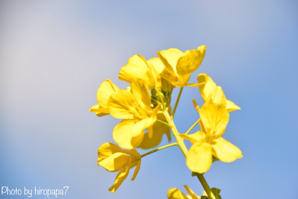 菜の花