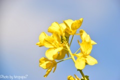 菜の花