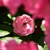 隠れて花開く