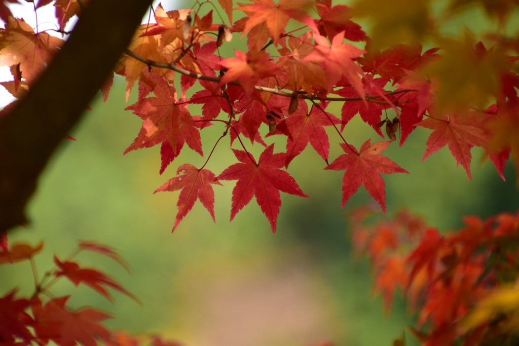紅葉③