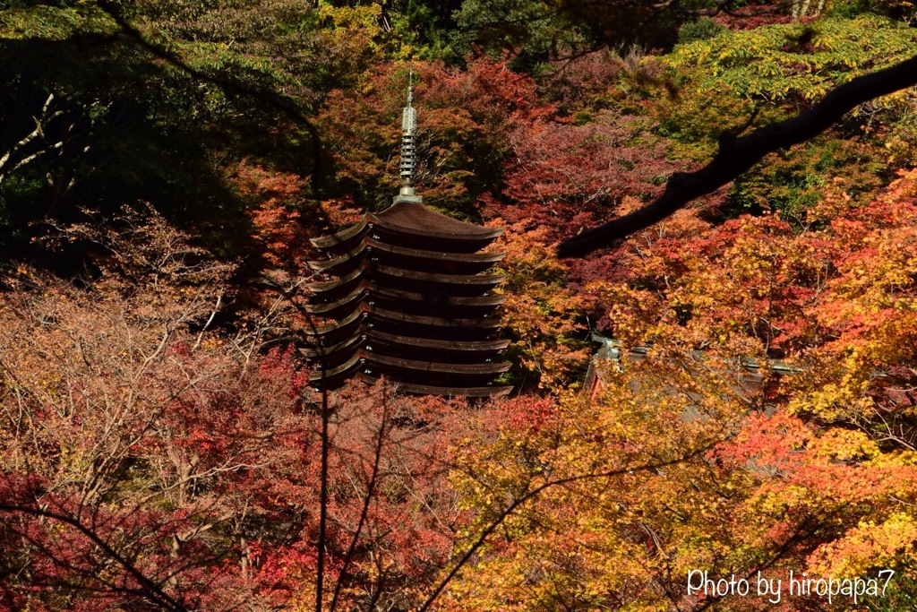 紅葉に包まれて