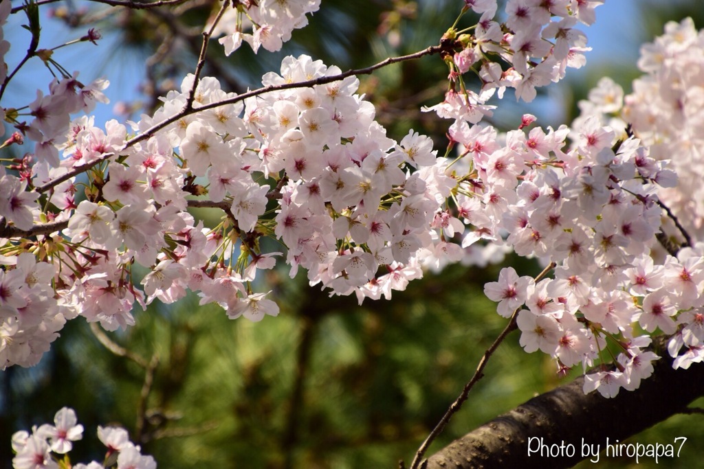 桜咲く
