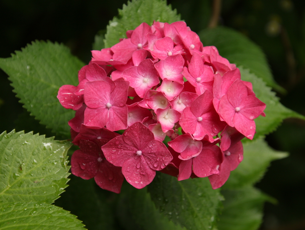 紫陽花/舞鶴自然文化園