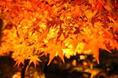 秋は紅葉の永観堂