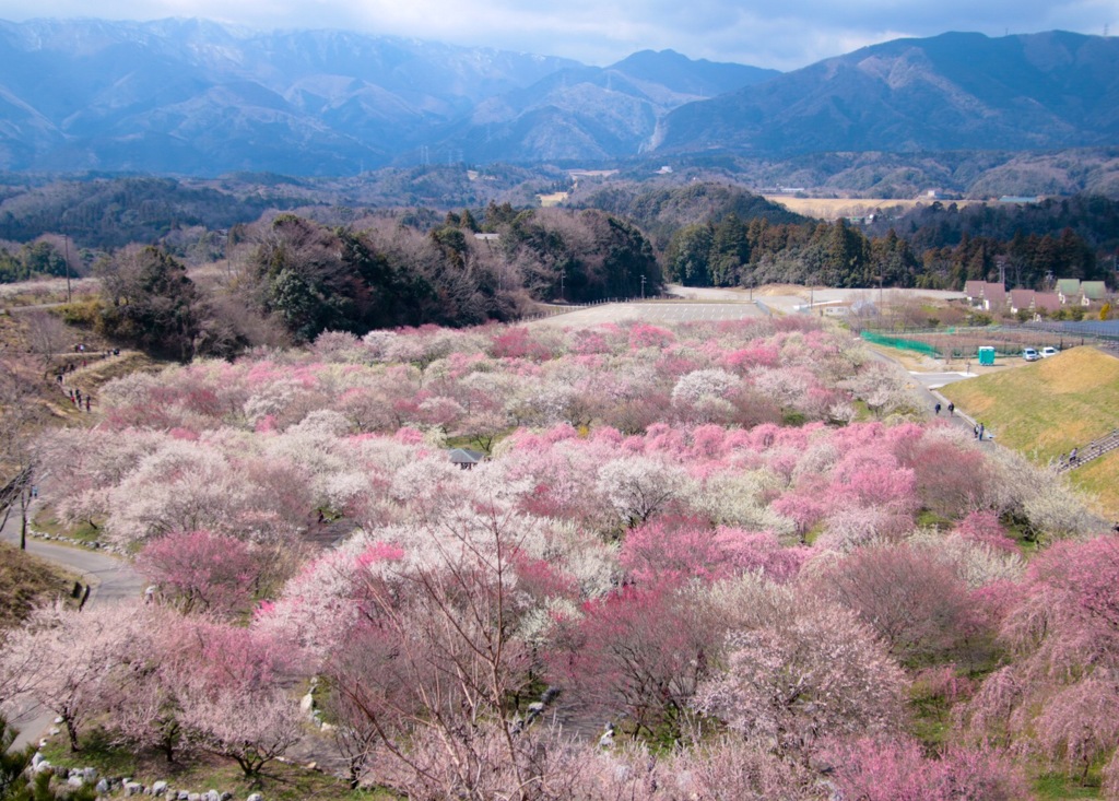 いなべ市梅林公園