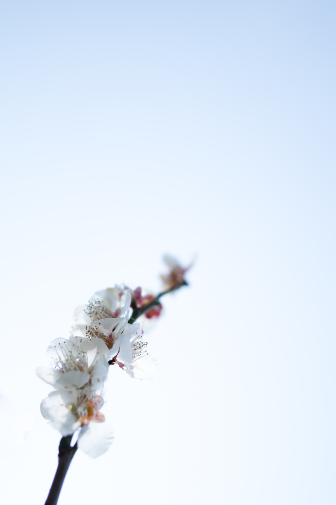「空へ」　梅