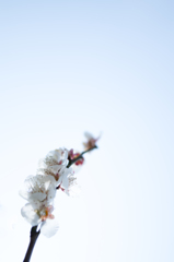 「空へ」　梅