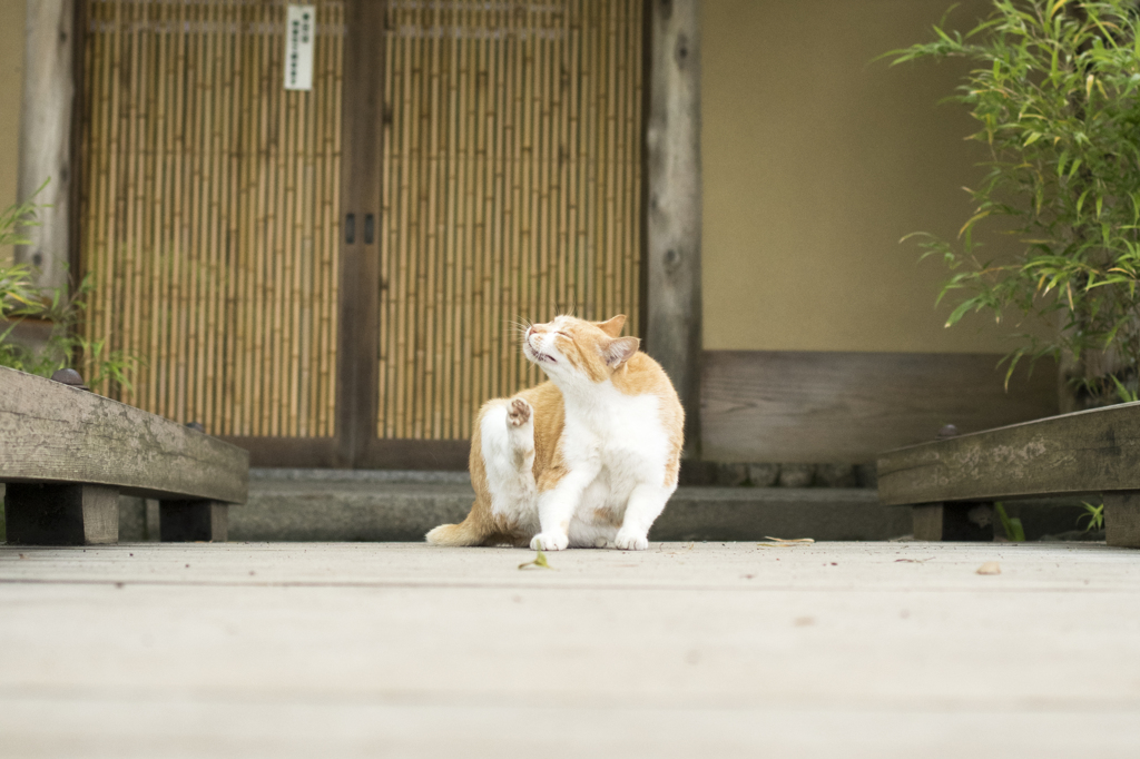 「橋の真ん中で」