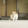 「橋の真ん中で」