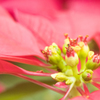 「花」　植物園