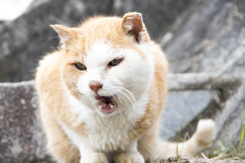 「なぁ～」　鴨川猫