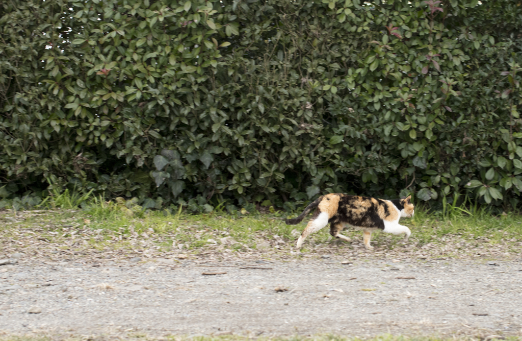 「すたこらさっさ」　鴨川猫