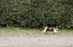 「すたこらさっさ」　鴨川猫