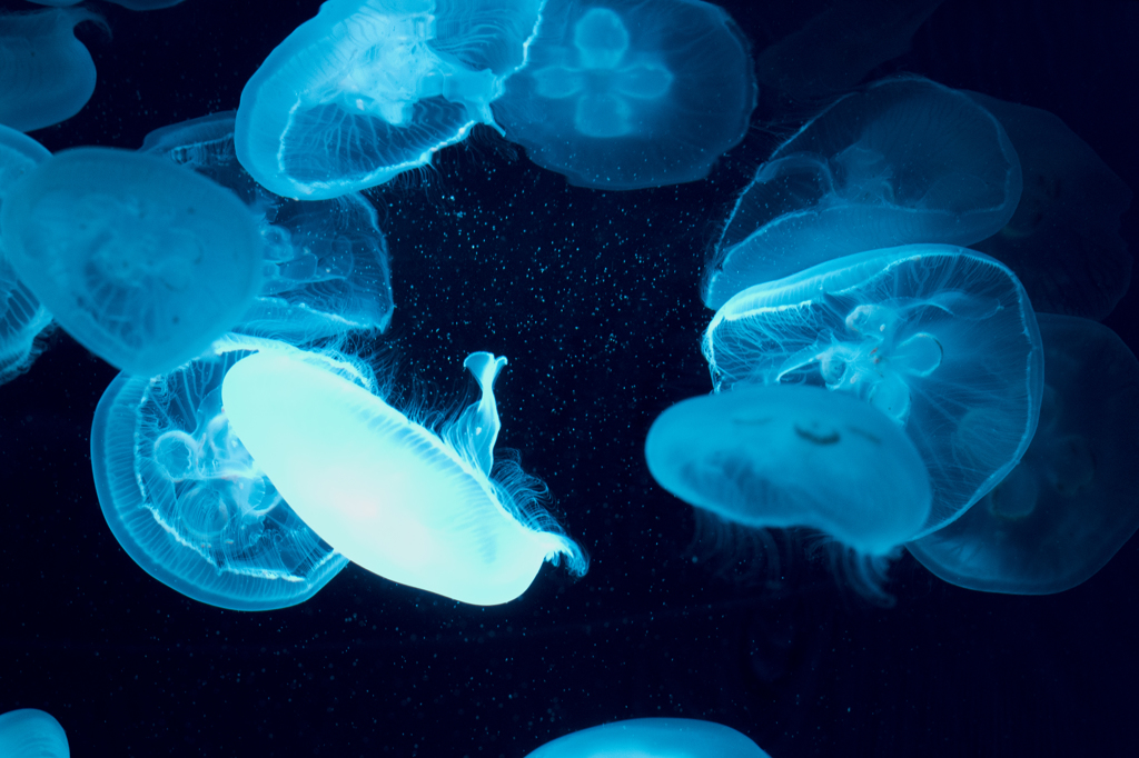 「光る」　京都水族館