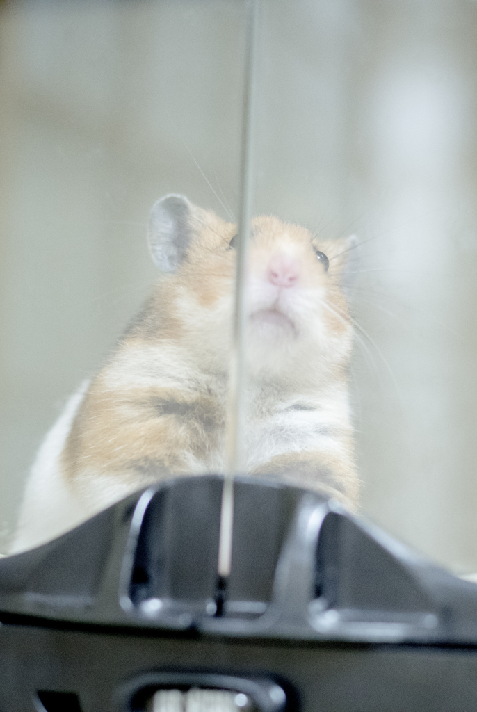 「そろそろ部屋んぽの時間ではなくて？」　小麦